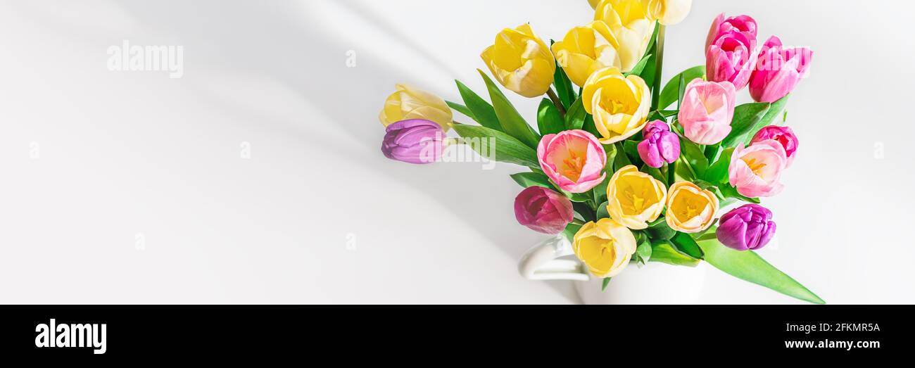 Schöne gelb-lila Tulpen auf einem hellen Hintergrund. Frische Frühlingsblumen. Platz für Text kopieren. Sommerkonzept mit Blumenmuster von oben. Banner. Stockfoto