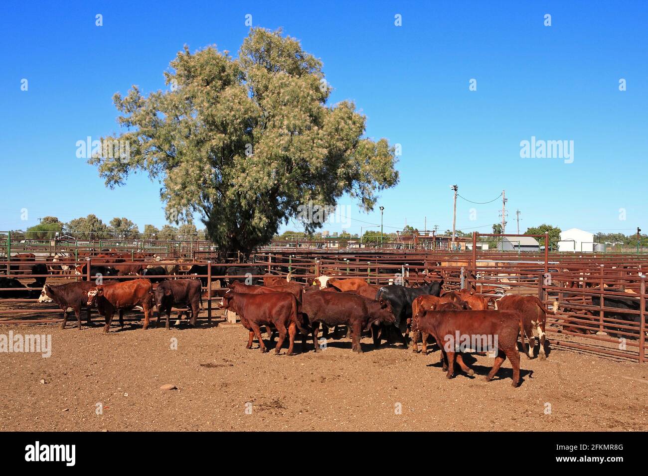 Rinder werden in Stockyards, Narrabri, Western NSW, Australien gehalten. Stockfoto