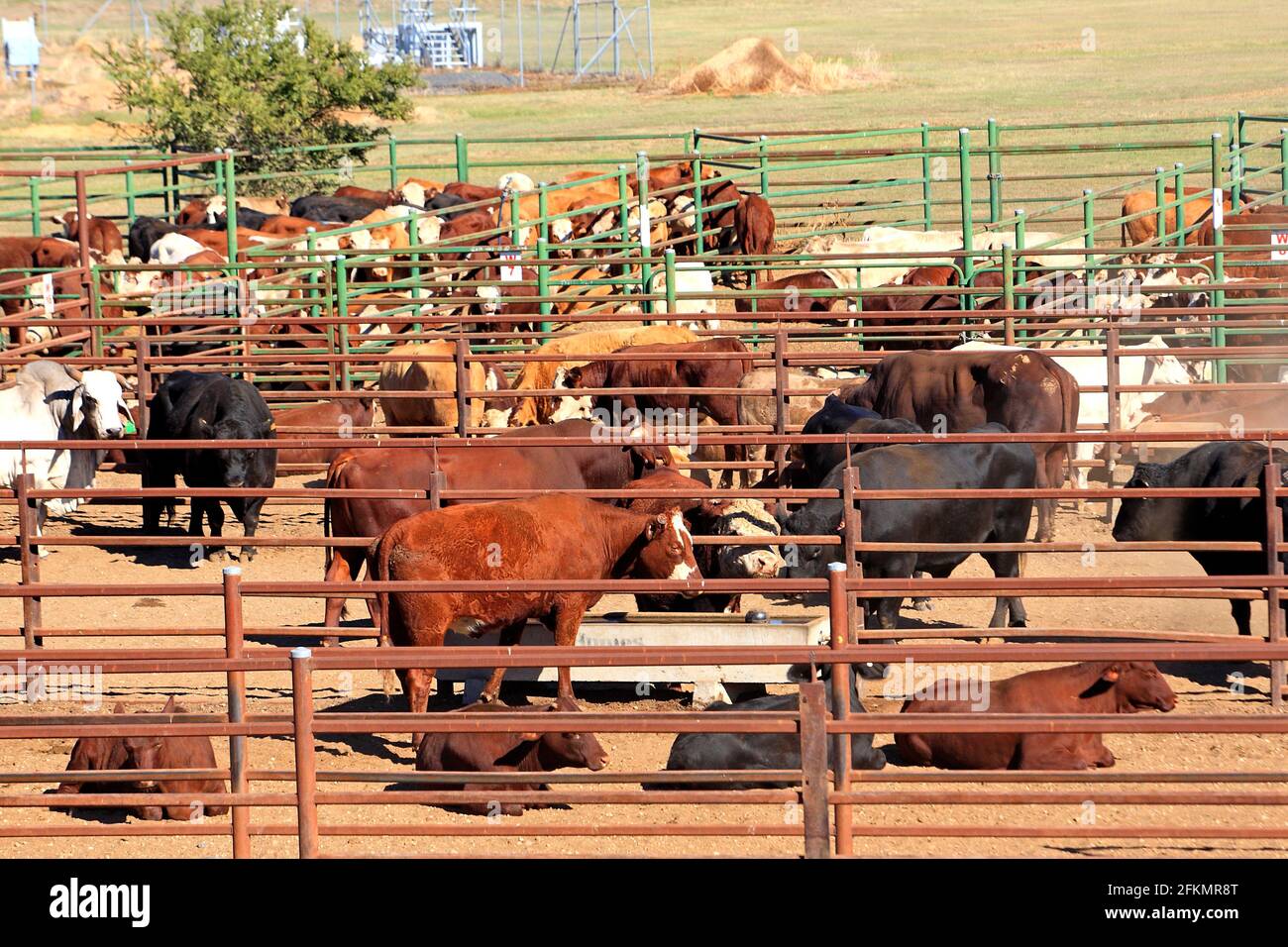 Rinder werden in Stockyards, Narrabri, Western NSW, Australien gehalten. Stockfoto