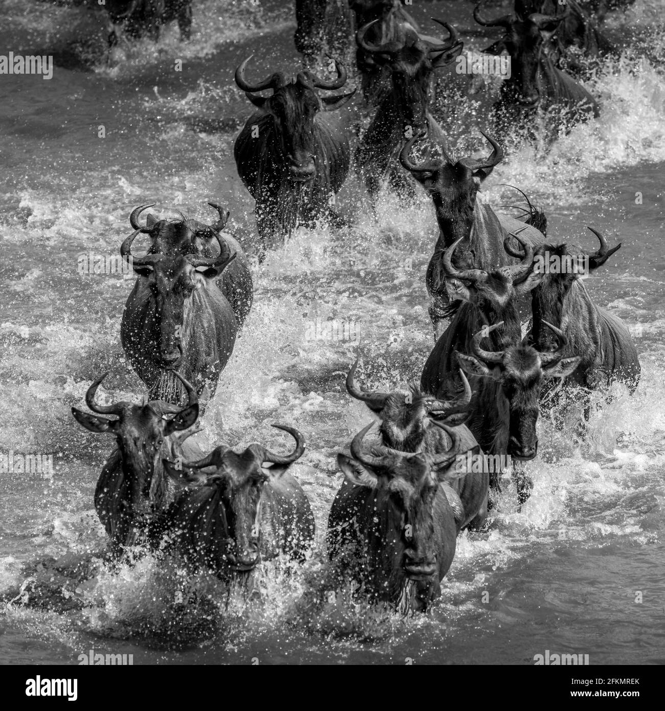 Überquerung des Mara-Flusses - Wildebeest Migration - Serengeti Stockfoto