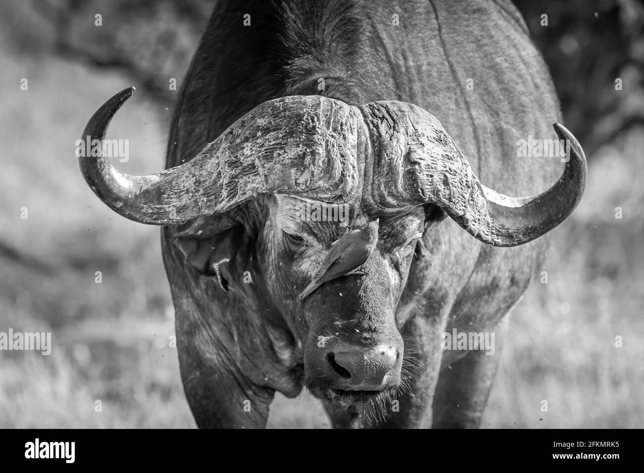 Afrikanischer Büffel mit Ochsenpecker - Nahaufnahme - Serengeti Stockfoto