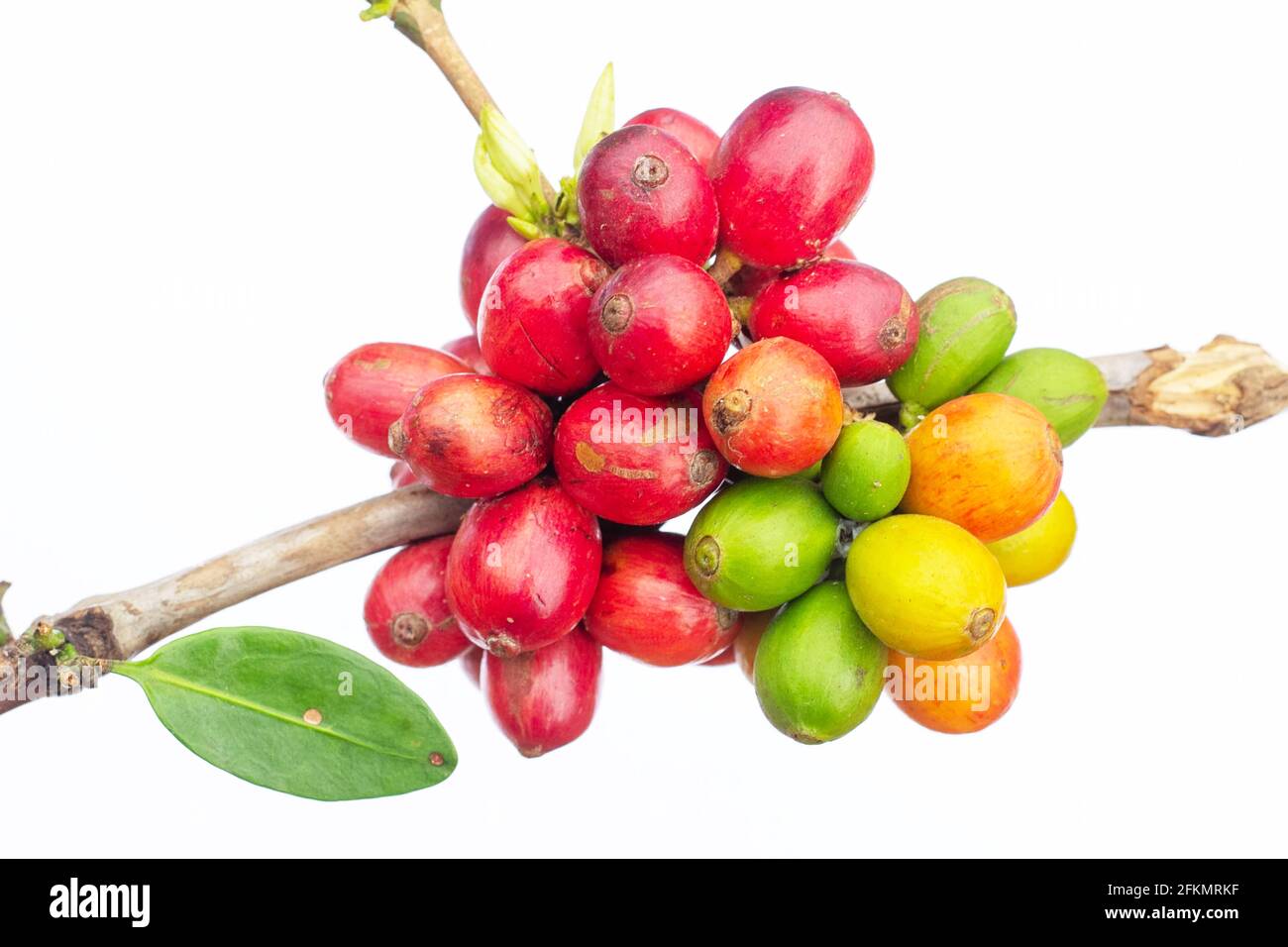 laos Kaffee, pakxong Kaffee Obst Landwirtschaft in asien, Kaffee laos auf weißem Hintergrund Stockfoto