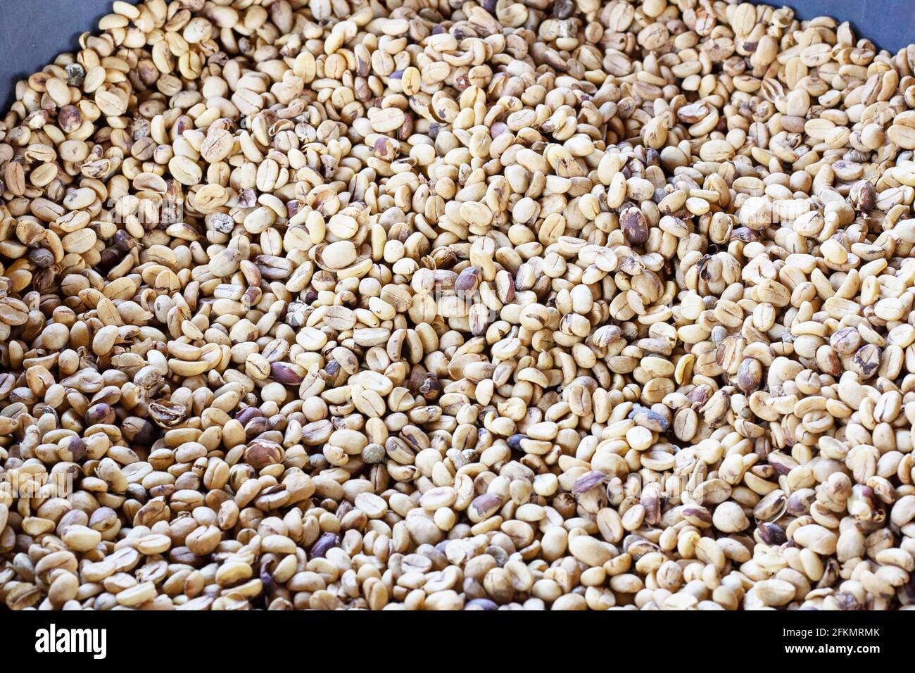 laos Kaffee, Pakxong Kaffee Obst Landwirtschaft in asien, großer Kaffee Stockfoto