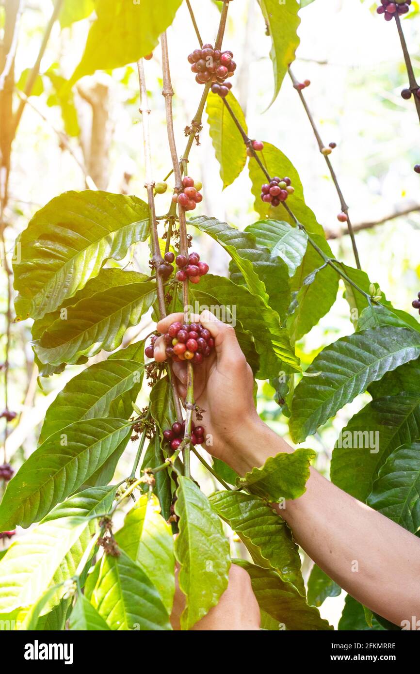 laos Kaffee, Pakxong Kaffee Obst Landwirtschaft in asien, großer Kaffee Stockfoto