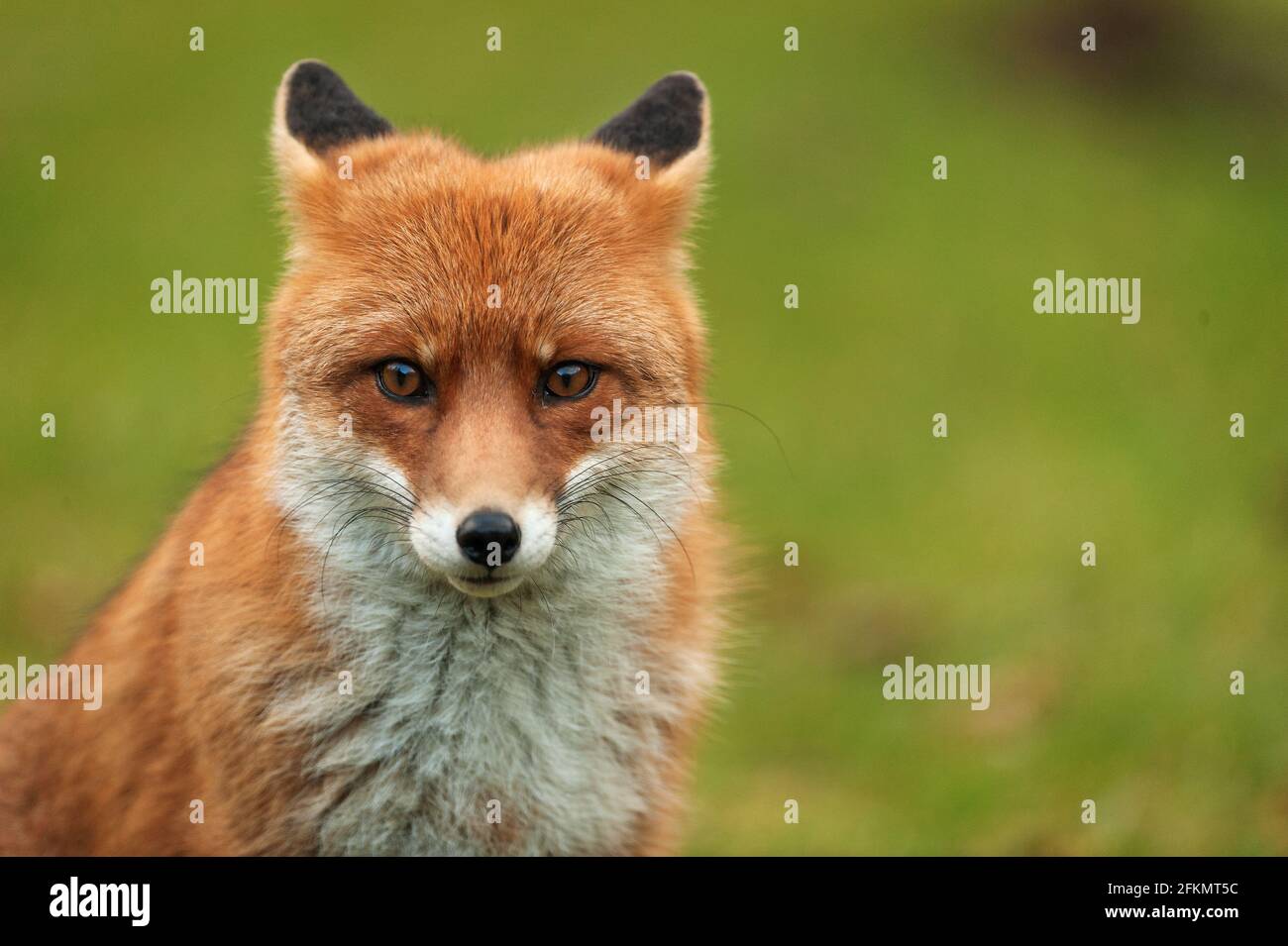 Red Fox, Vulpes vulpes, Canidae, Abruzzen, Lazio und Molise Nationalpark, Abruzzen, Italien, Europa Stockfoto