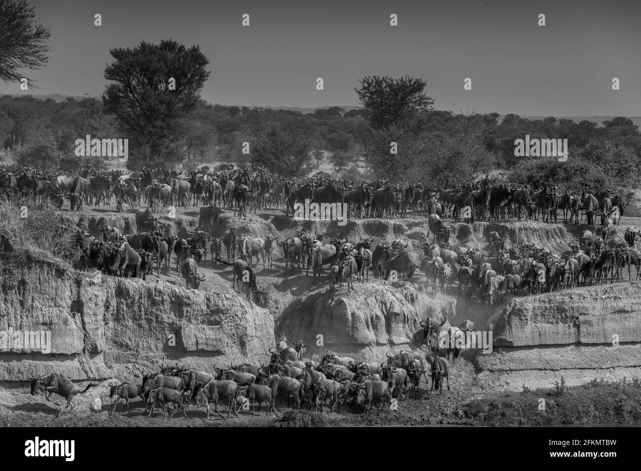 Gnus wurde am Flussufer der Serengeti massiert Stockfoto