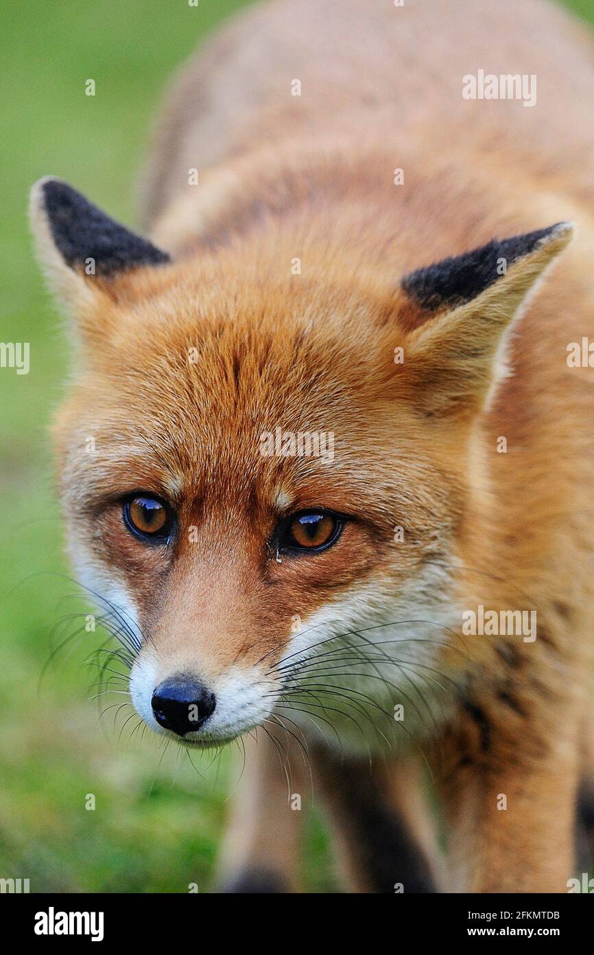 Red Fox, Vulpes vulpes, Canidae, Abruzzen, Lazio und Molise Nationalpark, Abruzzen, Italien, Europa Stockfoto
