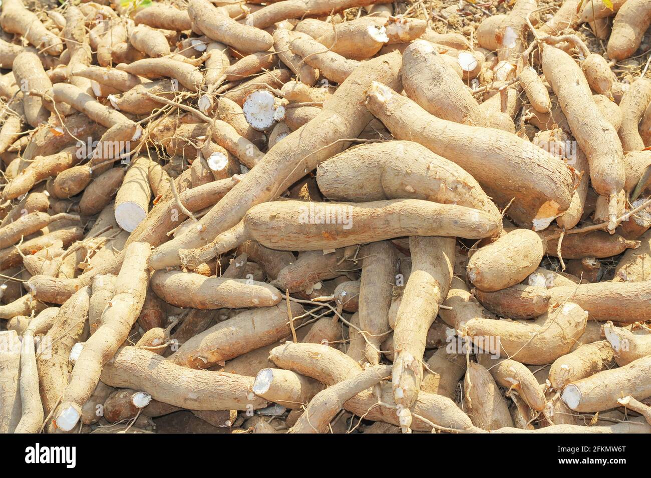 Große Maniok oder Tapioka Pflanze, Gattung Manihot,Cassava im Garten ( in laos ) asien Stockfoto