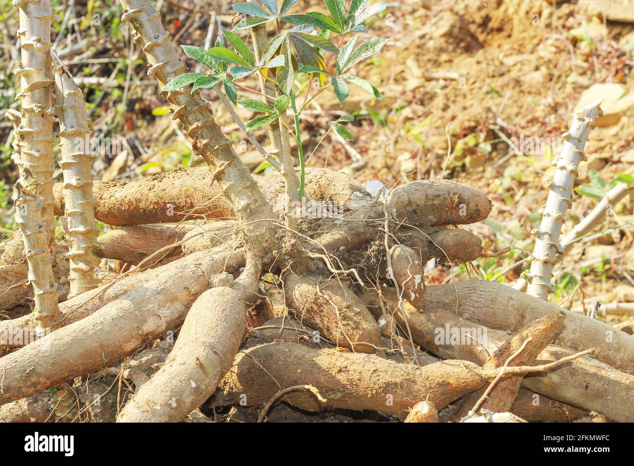 Große Maniok oder Tapioka Pflanze, Gattung Manihot,Cassava im Garten ( in  laos ) asien Stockfotografie - Alamy