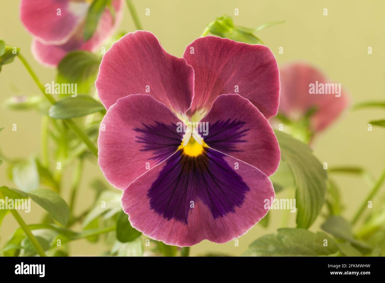 Carmine rose -Fotos und -Bildmaterial in hoher Auflösung – Alamy