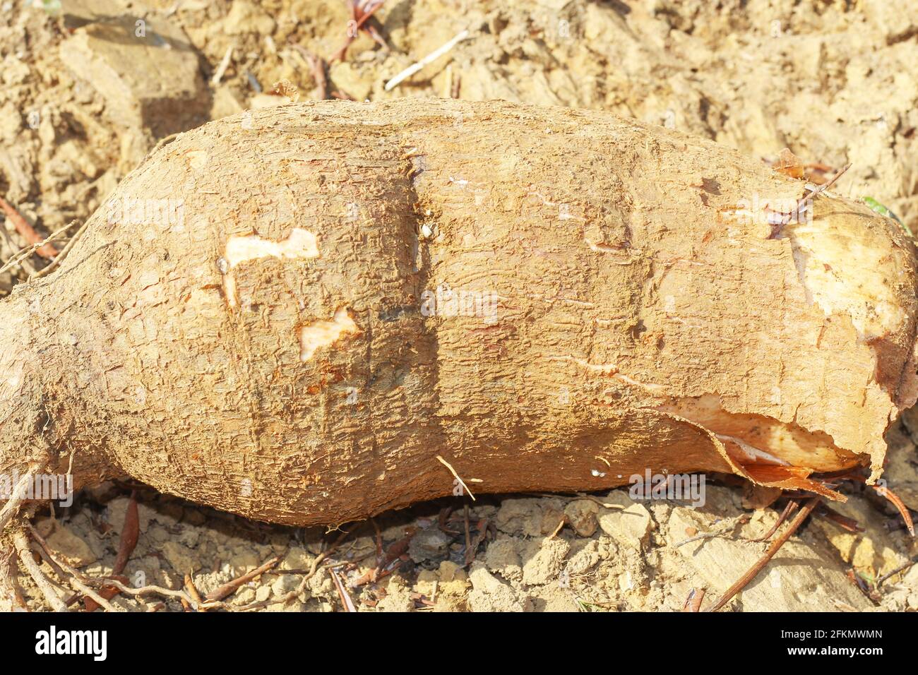 Große Maniok oder Tapioka Pflanze, Gattung Manihot,Cassava im Garten ( in laos ) asien Stockfoto