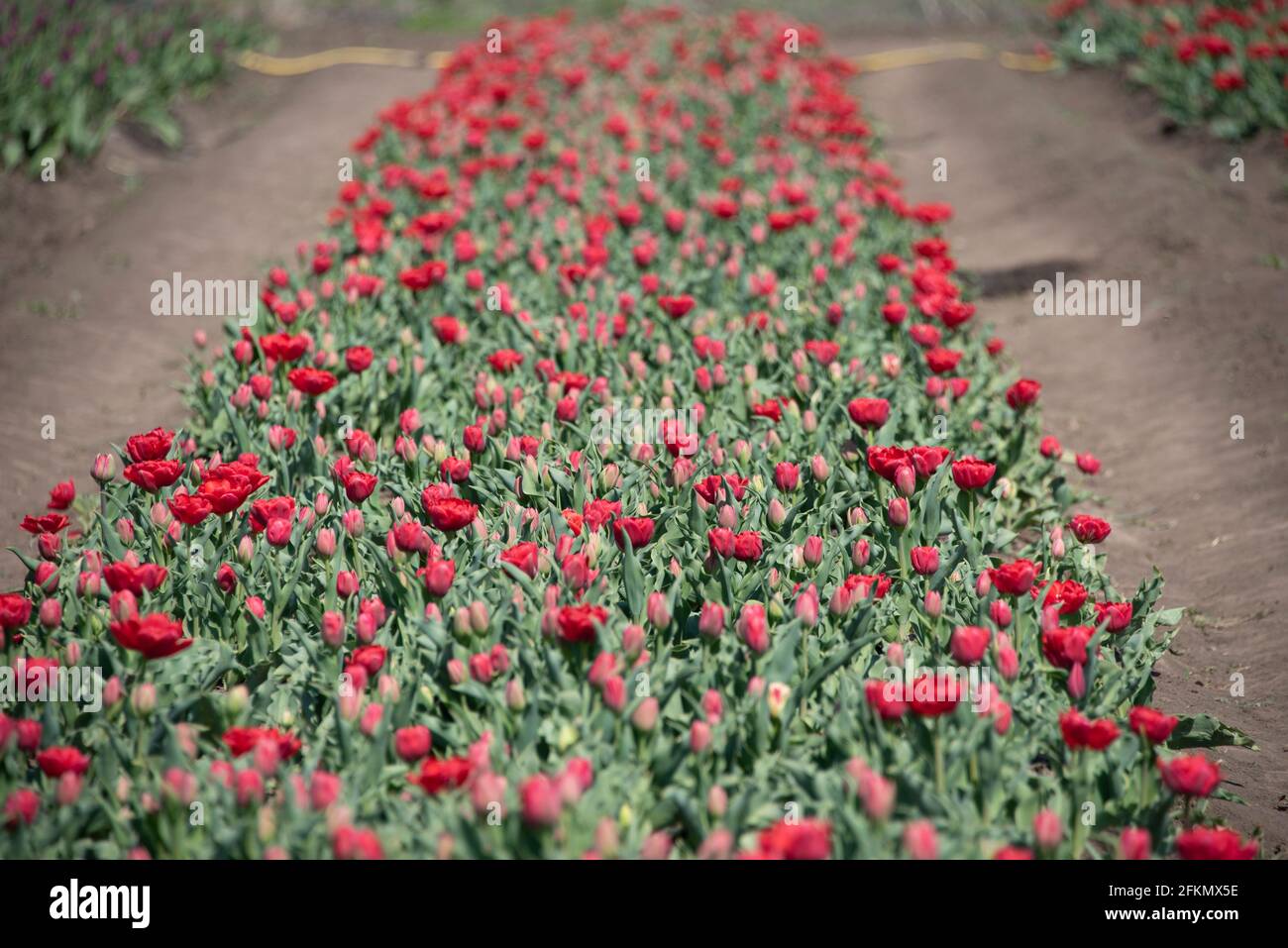 Schwaneberg, Deutschland. April 2021. Rote Tulpen blühen auf einem Feld. Die Firma Degenhardt baut Tulpen im großen Stil in der Nähe von Schwaneberg an. Sobald die Blüten in voller Blüte sind, werden sie gekrönt. Die Glühbirnen werden dann entwurzelt und gewaschen. Die Tulpenlampen werden an Kunden in Deutschland, Frankreich, Österreich und der Schweiz verkauft. Quelle: Stephan Schulz/dpa-Zentralbild/ZB/dpa/Alamy Live News Stockfoto