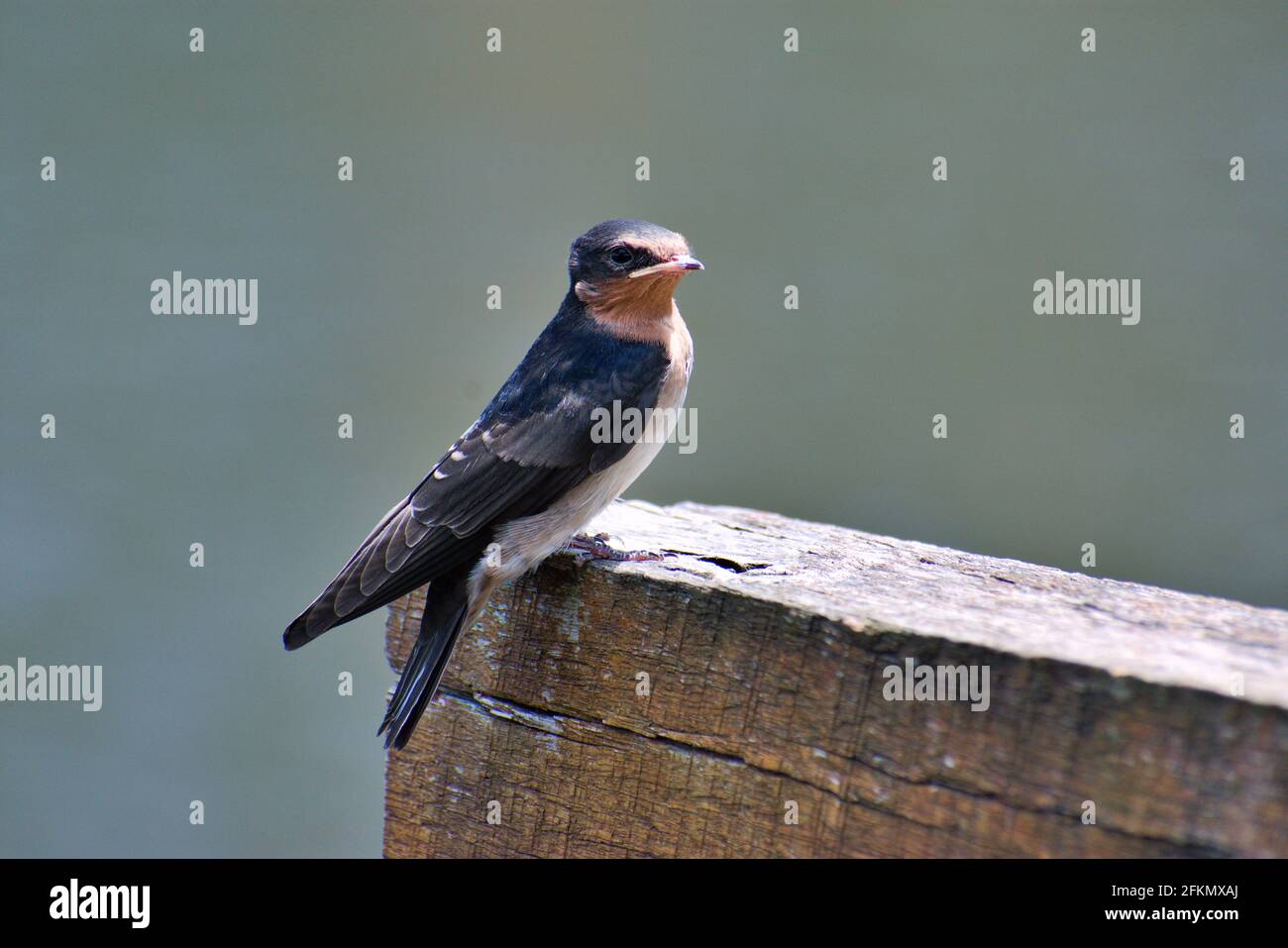 Willkommens-Schwalbe 4 Stockfoto