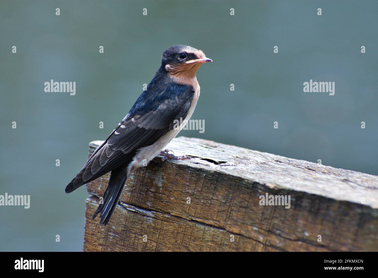Willkommens-Schwalbe 5 Stockfoto
