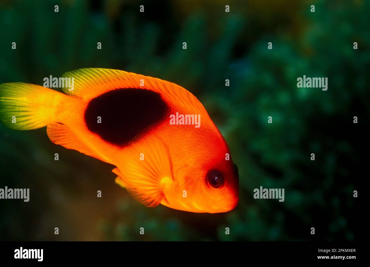 Roter Sattelanemonefisch, Amphiprion ephippium, Similan Islands Thailand. Stockfoto