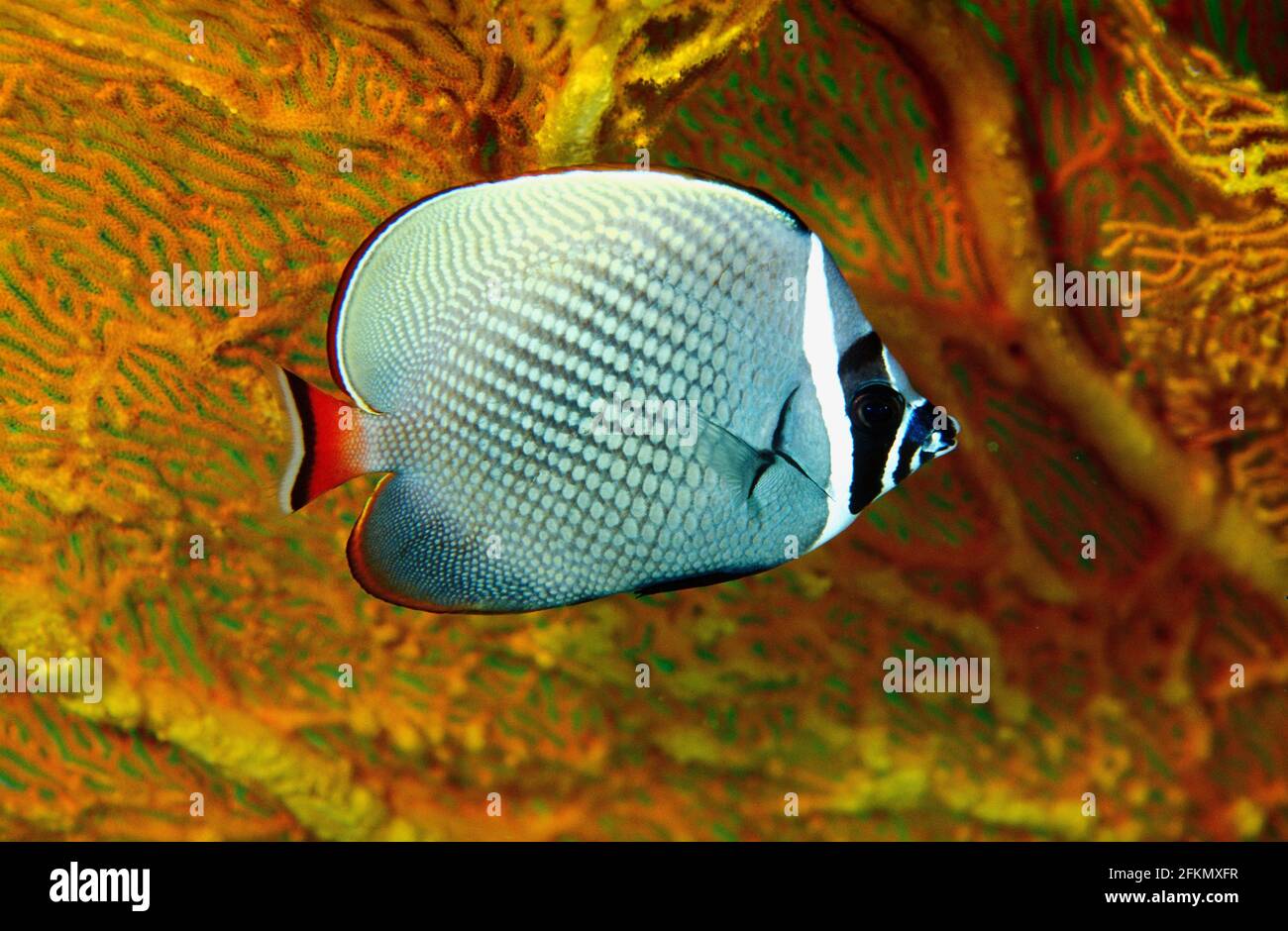 Halsblattfische, Chaetodon collare, Similan Islands Thailand. Stockfoto