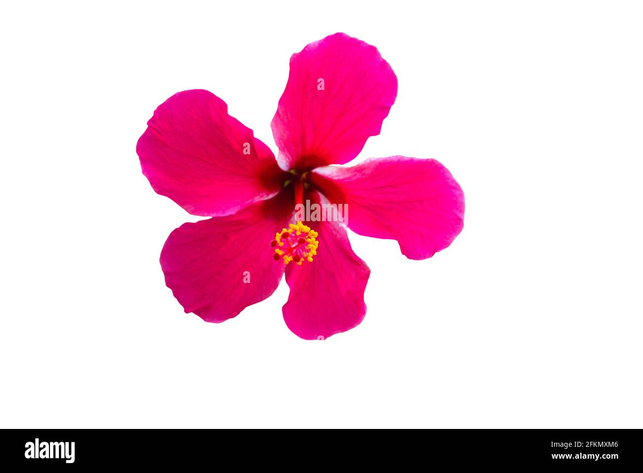 Makro von rosa China Rose Blume (chinesischer Hibiskus, Hibiscus rosa-sinensis, Hawaiian Hibiscus, Schuhblume) isolieren auf weißem Hintergrund.gespeichert mit c Stockfoto