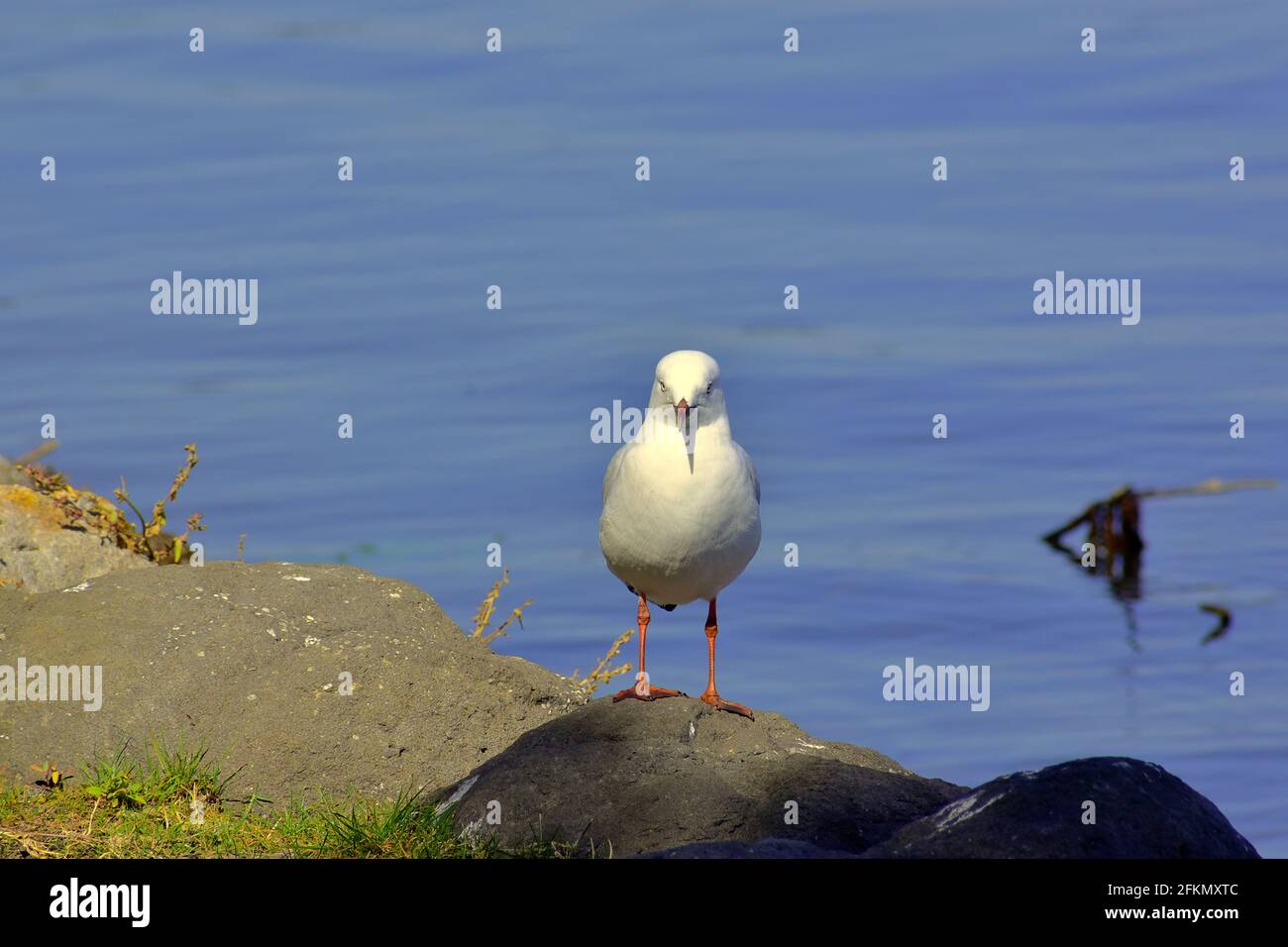Möwe 6 Stockfoto
