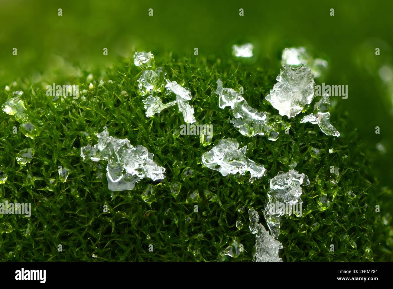Natürlicher Hintergrund. Nahaufnahme von grünem Moos mit großer Schärfentiefe (DOF). Mit Wassertropfen und Eisstücken. Makroansicht. Hochauflösendes Foto. Voll Stockfoto