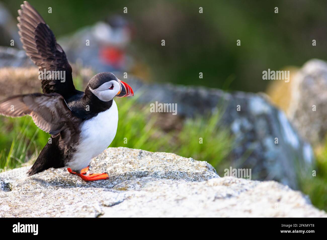 Puffin flattern mit den Flügeln auf einer Klippe Stockfoto