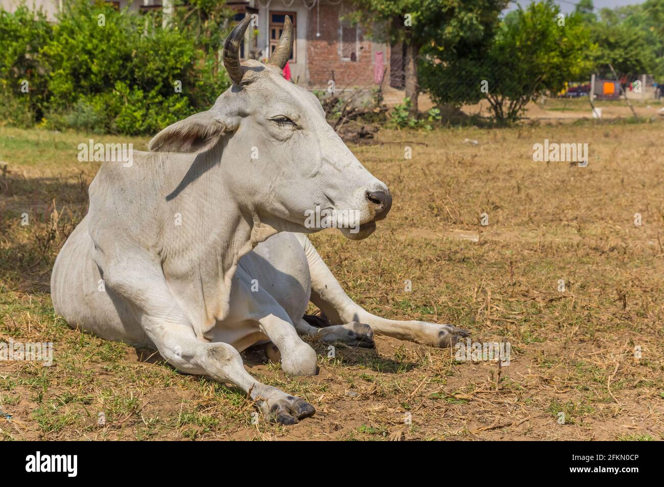 Weiße Zebu-Kuh, die auf dem Boden in einem Dorf in Rajasthan, Indien, liegt Stockfoto