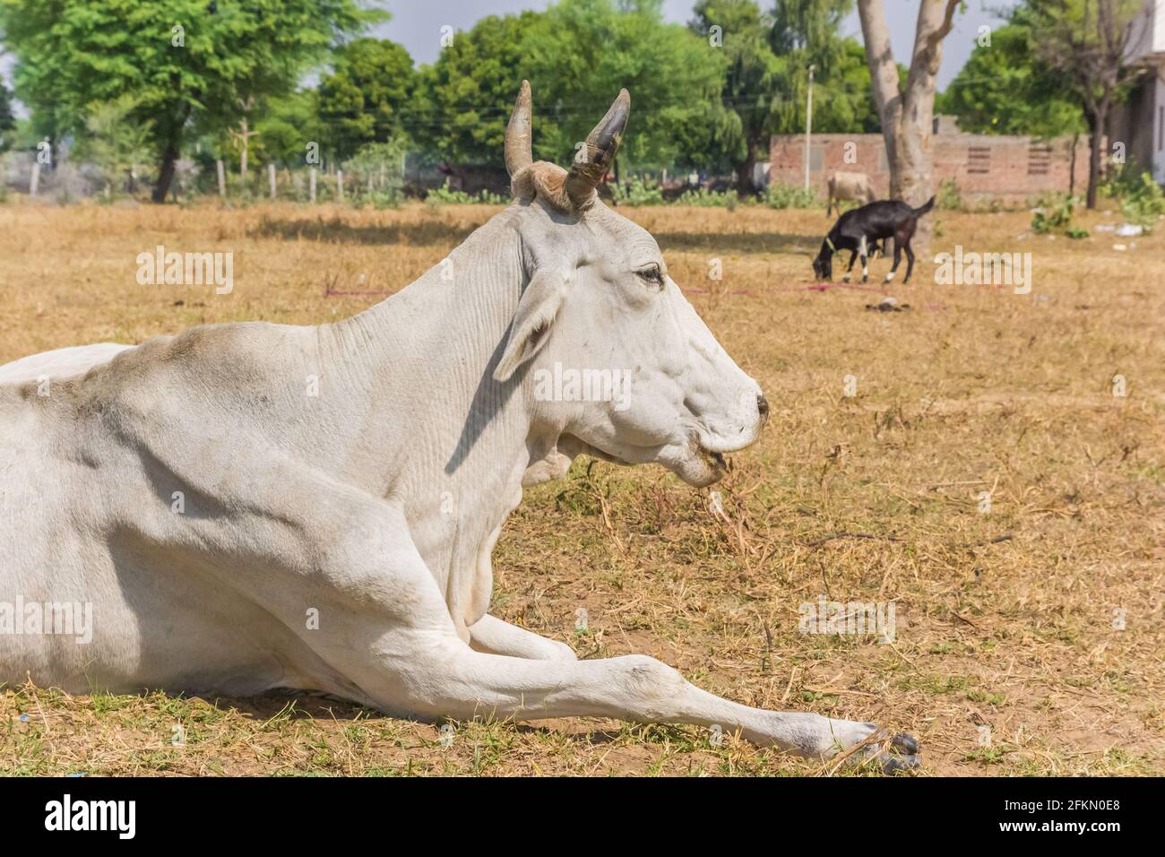 Weiße Zebu-Kuh, die auf dem Boden in einem Dorf in Rajasthan, Indien, liegt Stockfoto