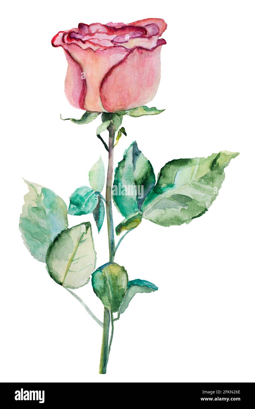 Rosa Aquarell Rose auf weißem Hintergrund. Handgemachtes Gemälde Stockfoto