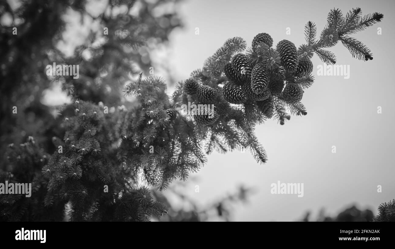 Kiefernzapfen auf einem Kiefernzweig in schwarz und weiß Stockfoto