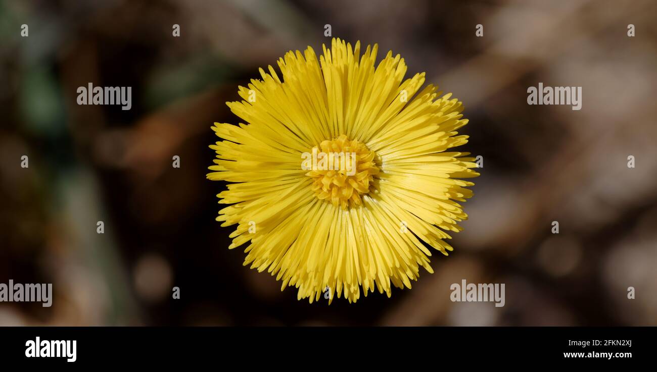 Nahaufnahme einer gelben Blume Stockfoto