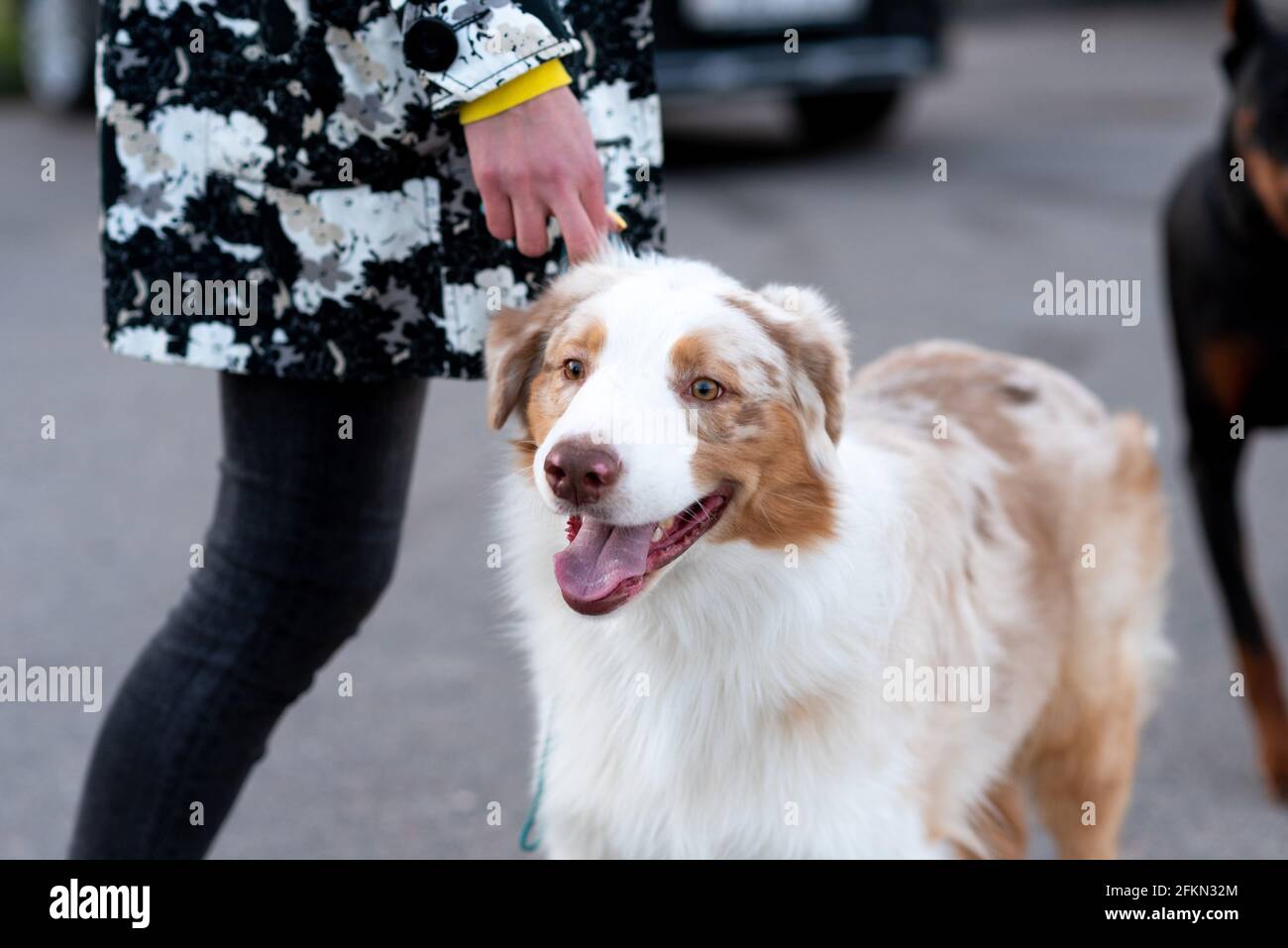Schöner australischer Schäferhund an der Leine. Stockfoto