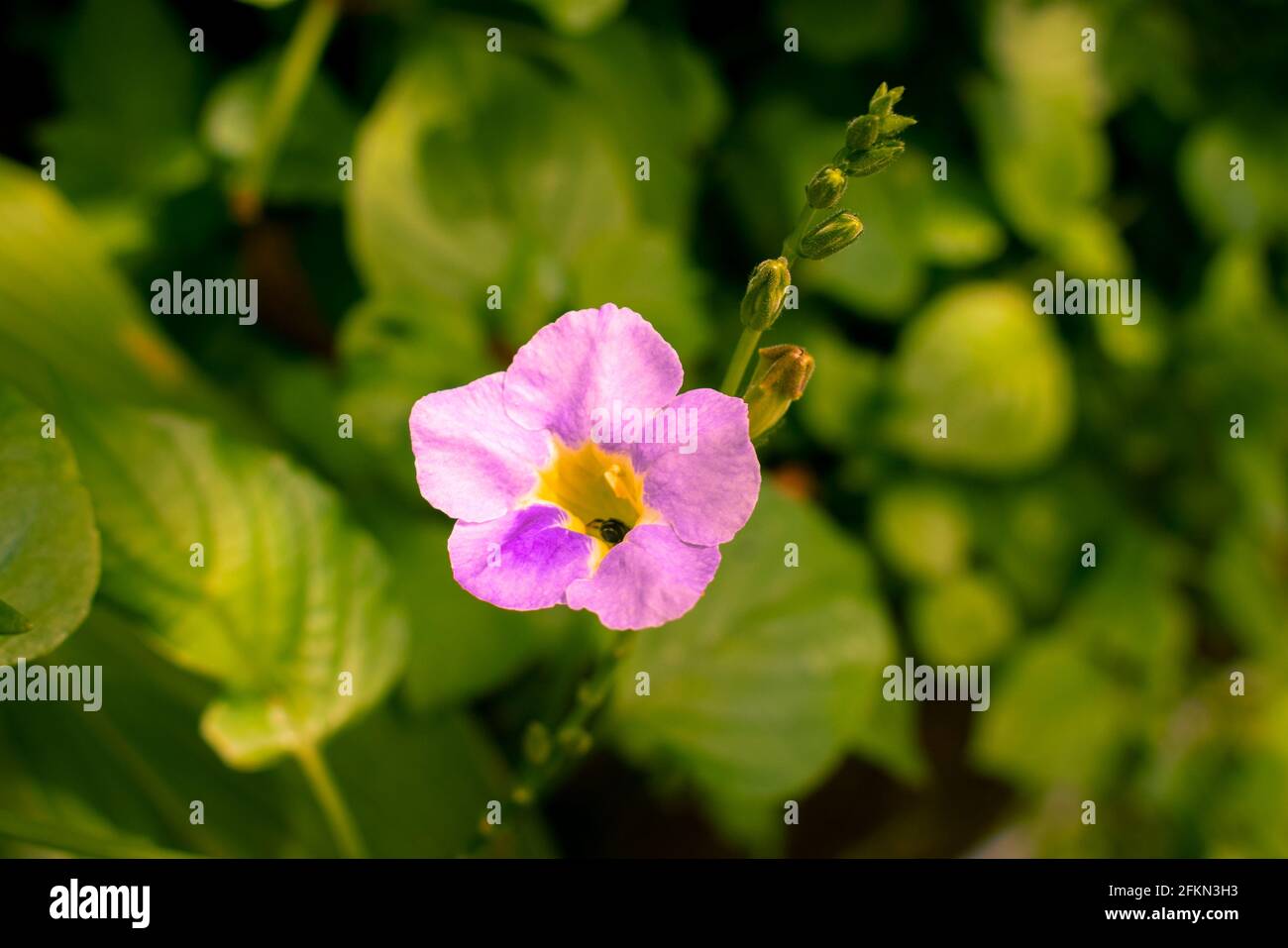 Hellrosa Blume mit kleiner Biene darin Stockfoto