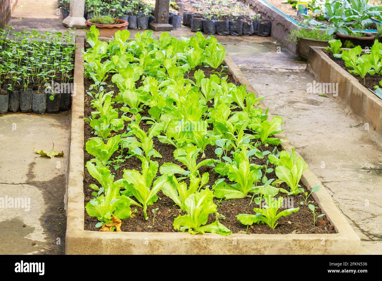 Gemüsegarten Hausgarten Neubaugebiet, Gemeinschafts-Gemüsegarten Stockfoto