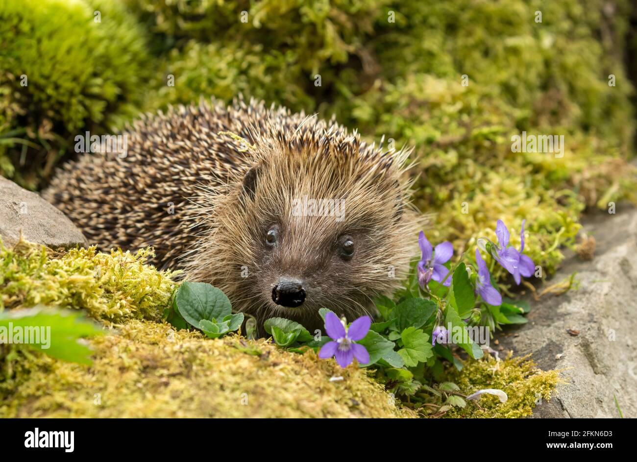 Wilder, einheimischer, europäischer Igel in natürlichem Gartenhabitat mit Veilchen und grünem Moos. Nahaufnahme, nach vorne zeigend. Horizontal. Platz für Kopie. Scie Stockfoto