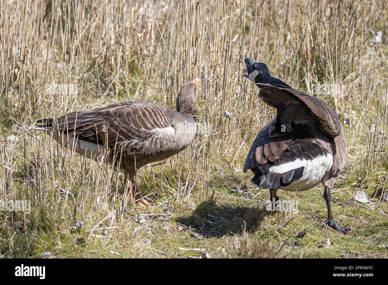 Graugans oder Graugans, Anser anser, mit Gänsen und aggressiver Kanadagans, Branta canadensis, National Trust, Brownsea Island, Dorset, VEREINIGTES KÖNIGREICH Stockfoto