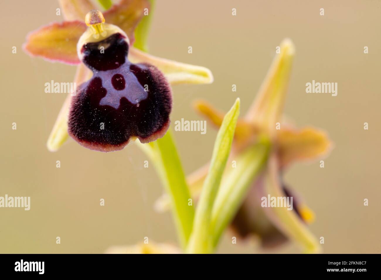 Spider-Orchidee der Passion Christi (Ophrys passionis) Stockfoto