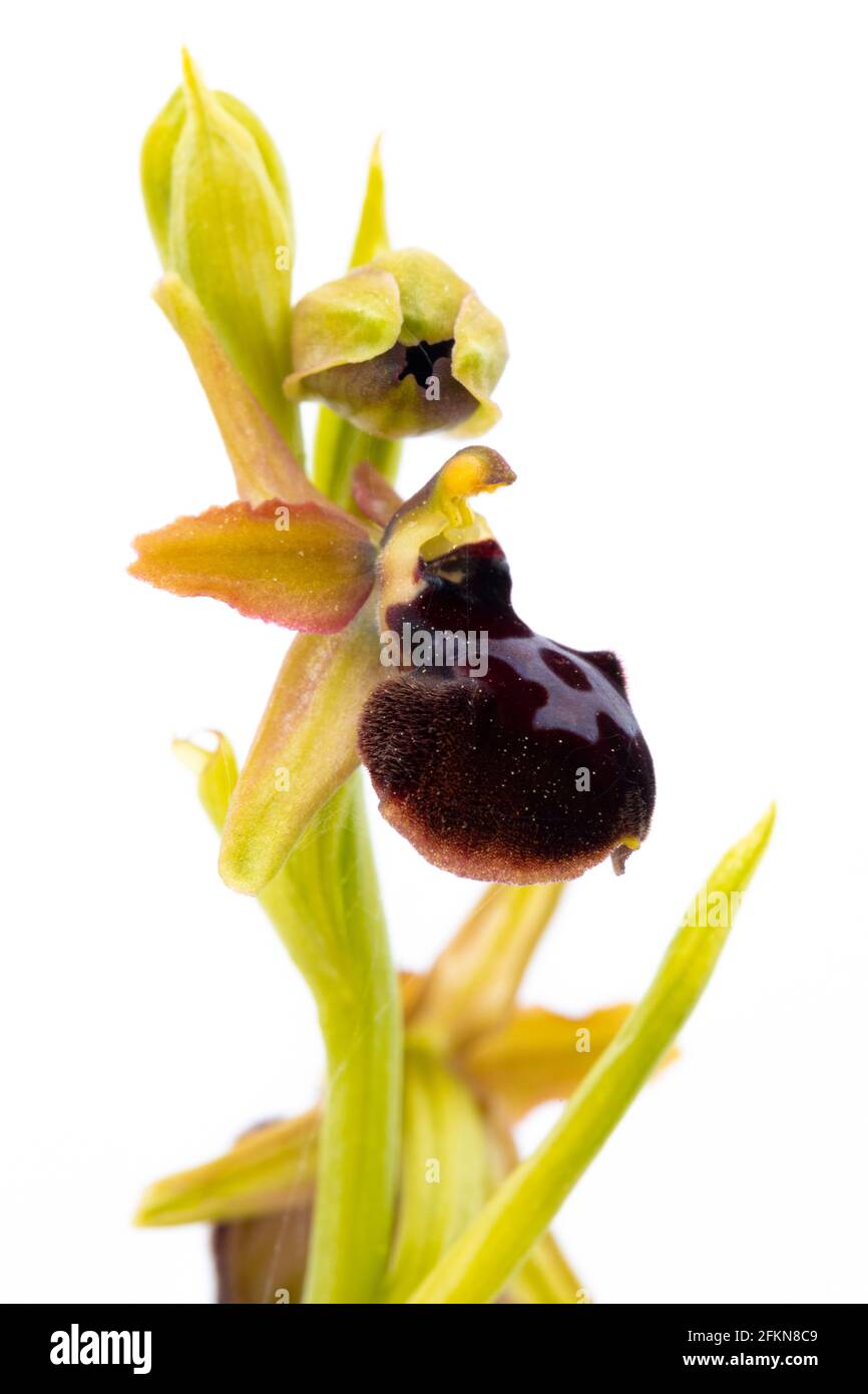 Passion-of-Christ Spider Orchid (Ophrys passionis) auf weißem Hintergrund Stockfoto