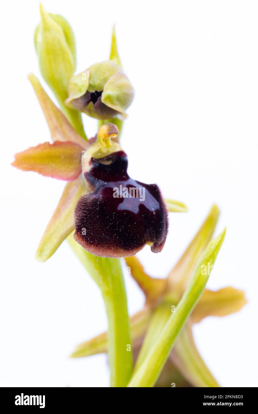Passion-of-Christ Spider Orchid (Ophrys passionis) auf weißem Hintergrund Stockfoto