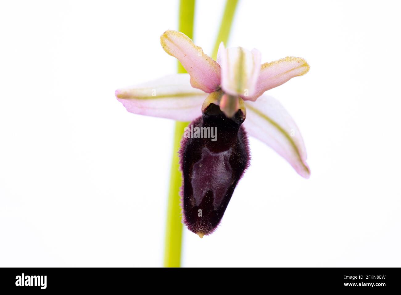 Ophrys catalaunica Nahaufnahme auf weißem Hintergrund Stockfoto