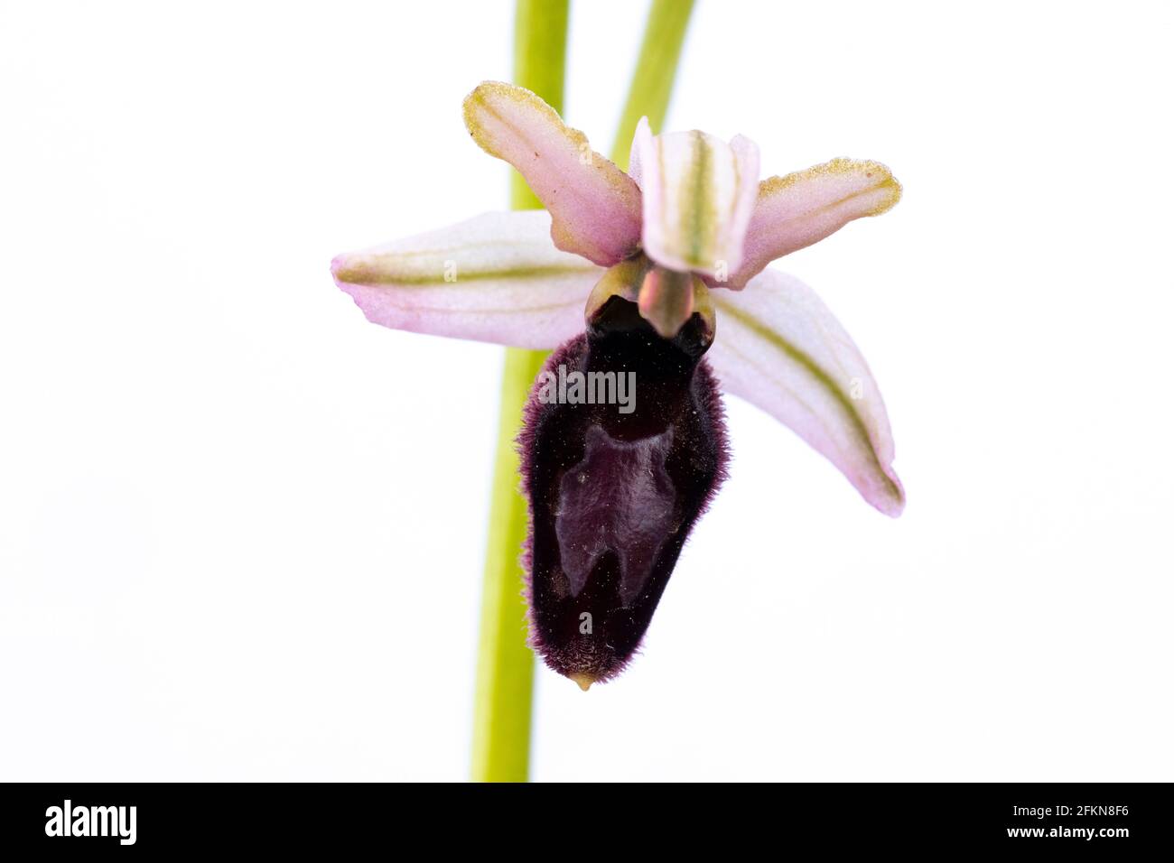 Ophrys catalaunica Nahaufnahme auf weißem Hintergrund Stockfoto