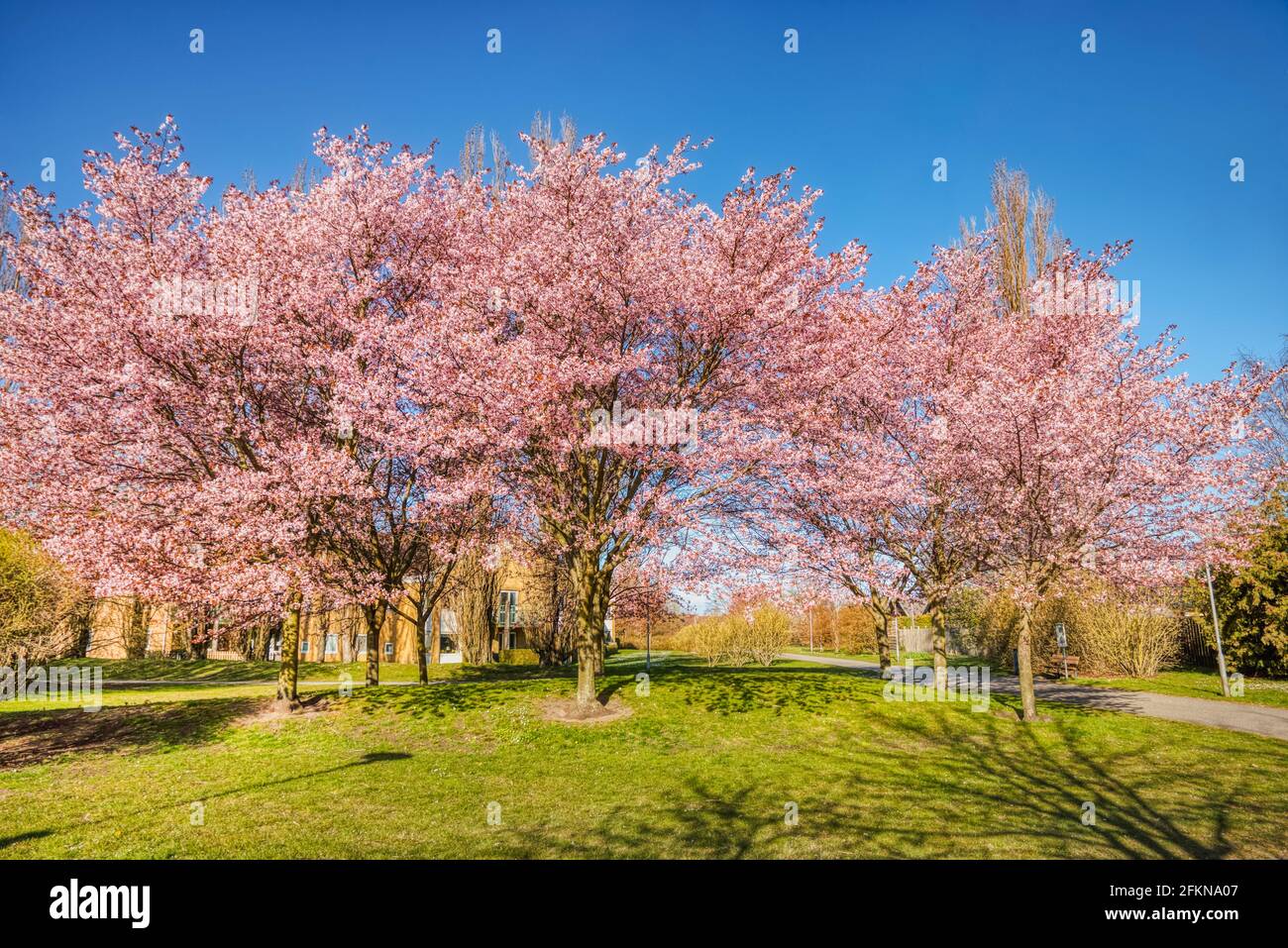 Blühende Kirschbäume in einem bezaubernden Park mit Wanderweg. Bezaubernde Sakura-Bäume mit rosa Kirschblüten in einem wohlhabenden schwedischen Wohngebiet Stockfoto