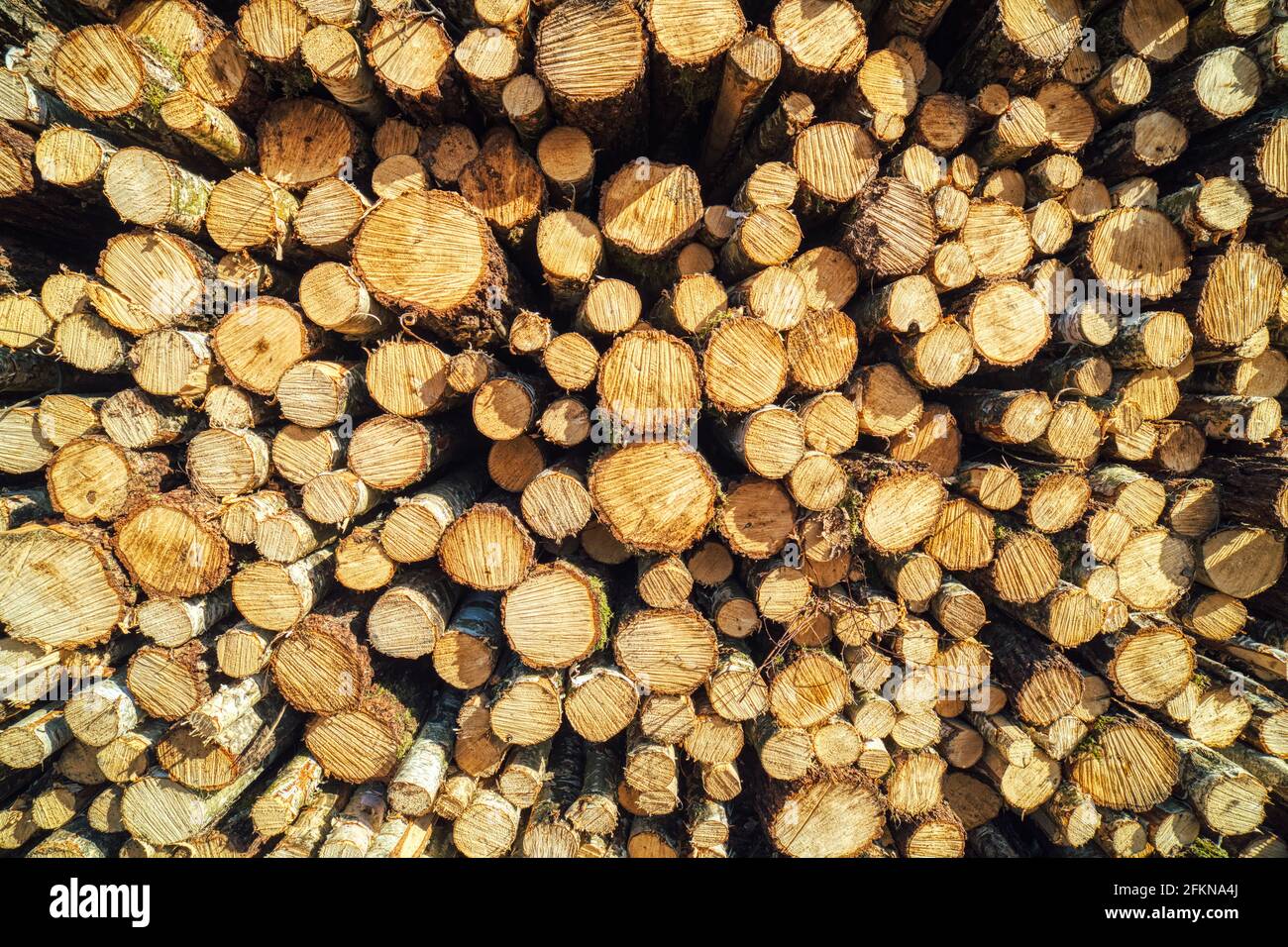 Vorderansicht Detail von geschnittener Baumstamm oder Stämme aufgeschichtet erzeugen einen Kreis oder Wirbel Muster. Stapel von runden, geschnittenen Baumstämmen aus der Nähe, die als Holz oder Holz verwendet werden Stockfoto