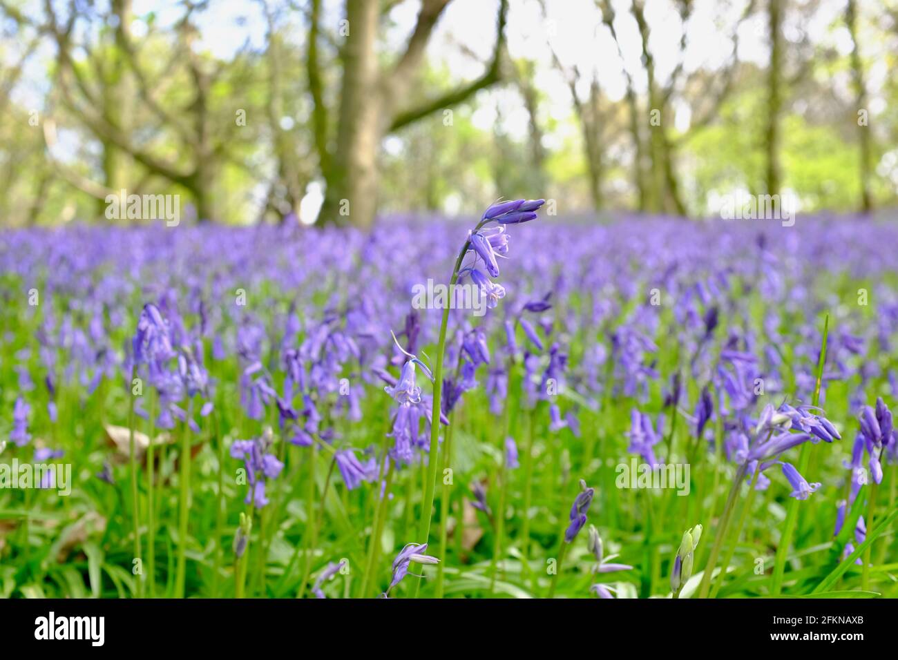 Bluebells in Walton Hill Woods, Clent, Worcestershire, Mai 2021 Stockfoto