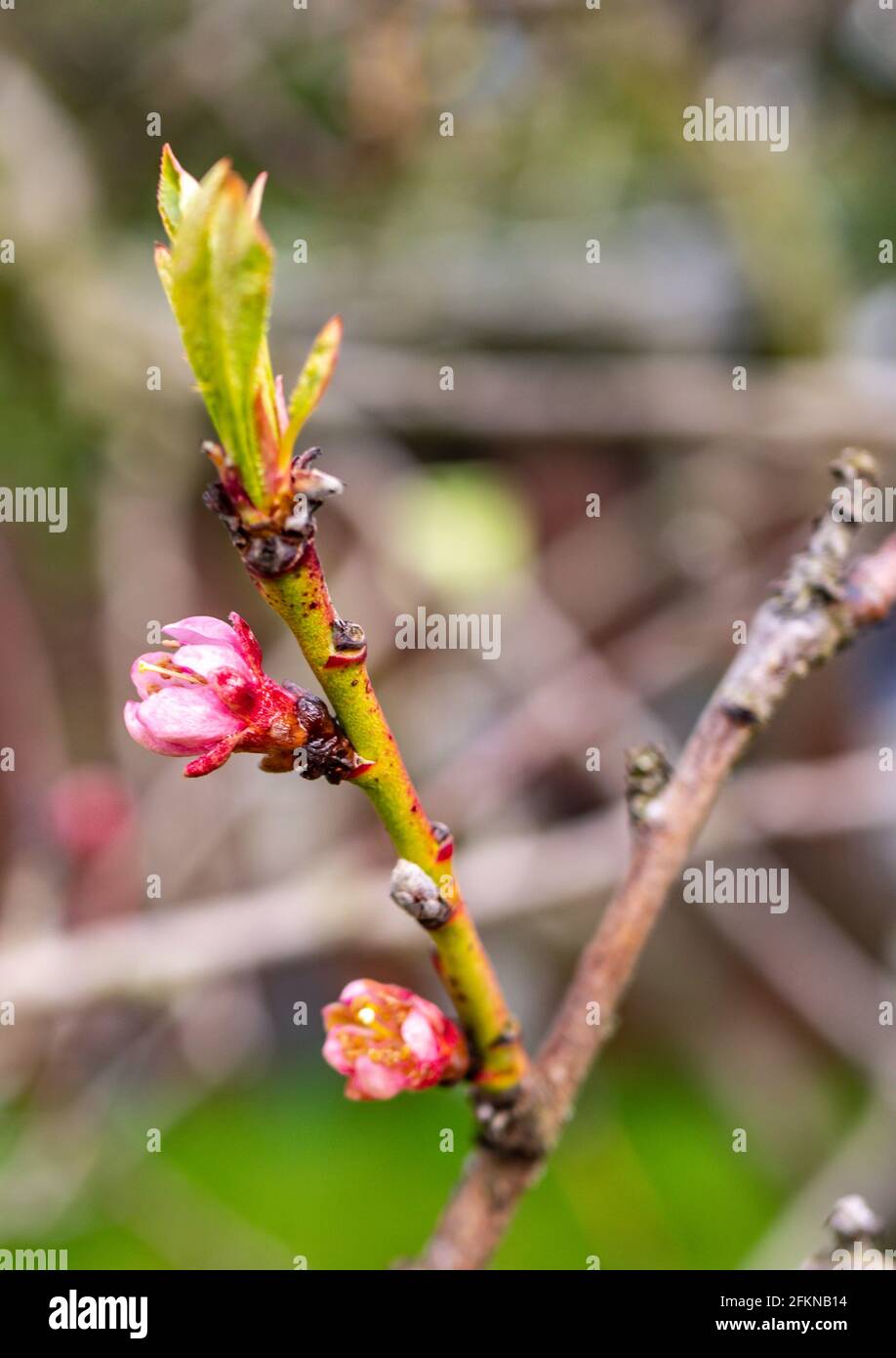Pink Peach Blossom im Frühjahr Stockfoto