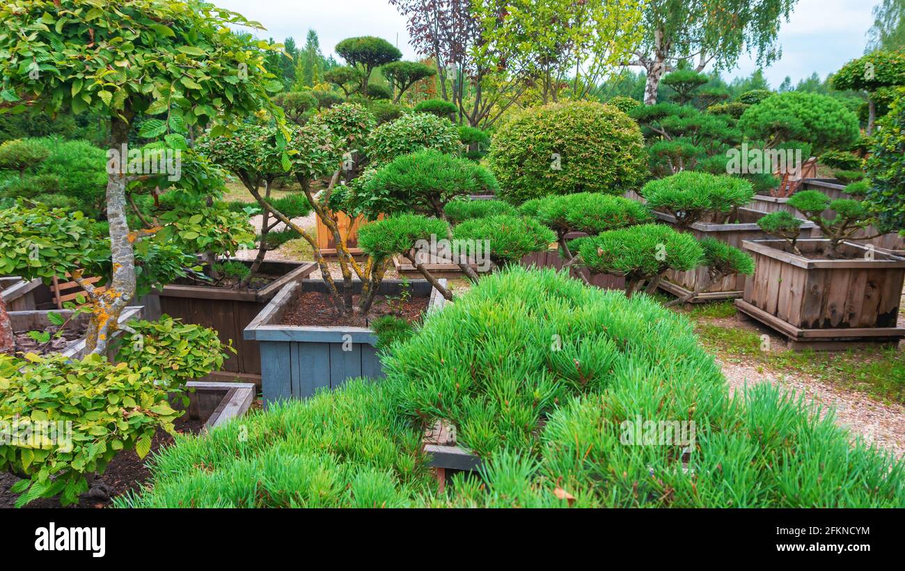 Niwaki-Technik zum Schneiden von Nadelbumen. Bergkiefer Bonsai als  Beispiel fr topiary Art. Drip Bewsserungssystem fr Bume in einer  Pflanzenkserei Stockfotografie - Alamy