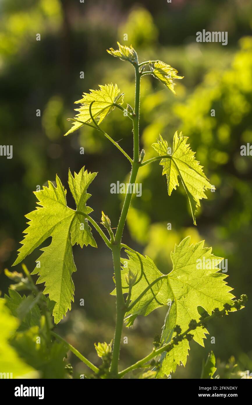 Frische grüne Traubenblätter im Sonnenlicht aus nächster Nähe Stockfoto