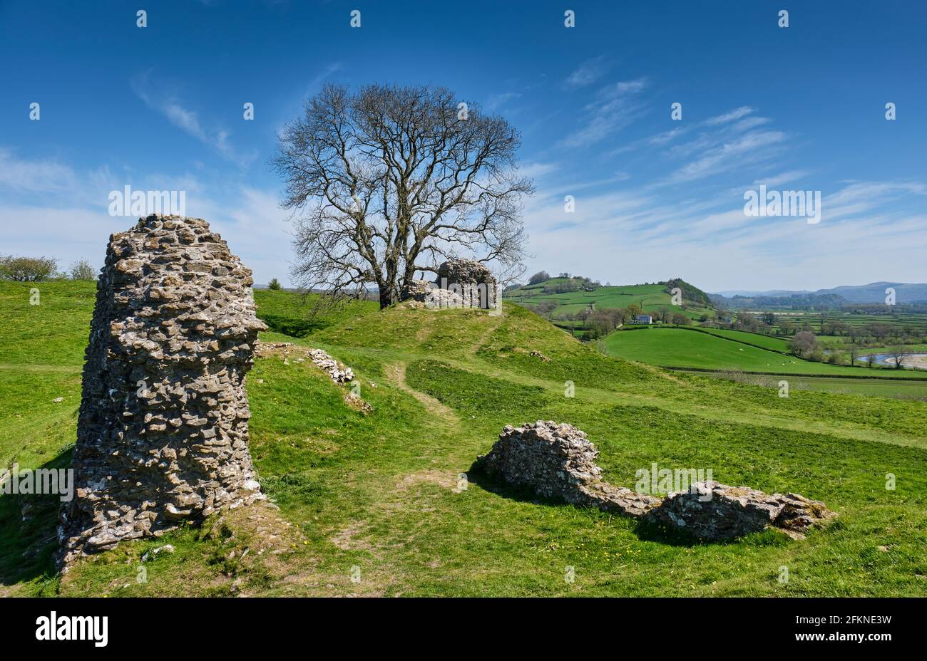 Ein einbunter Baum neben den Ruinen von Dryslwyn Castle, Dryslwyn, Carmarthenshire Stockfoto