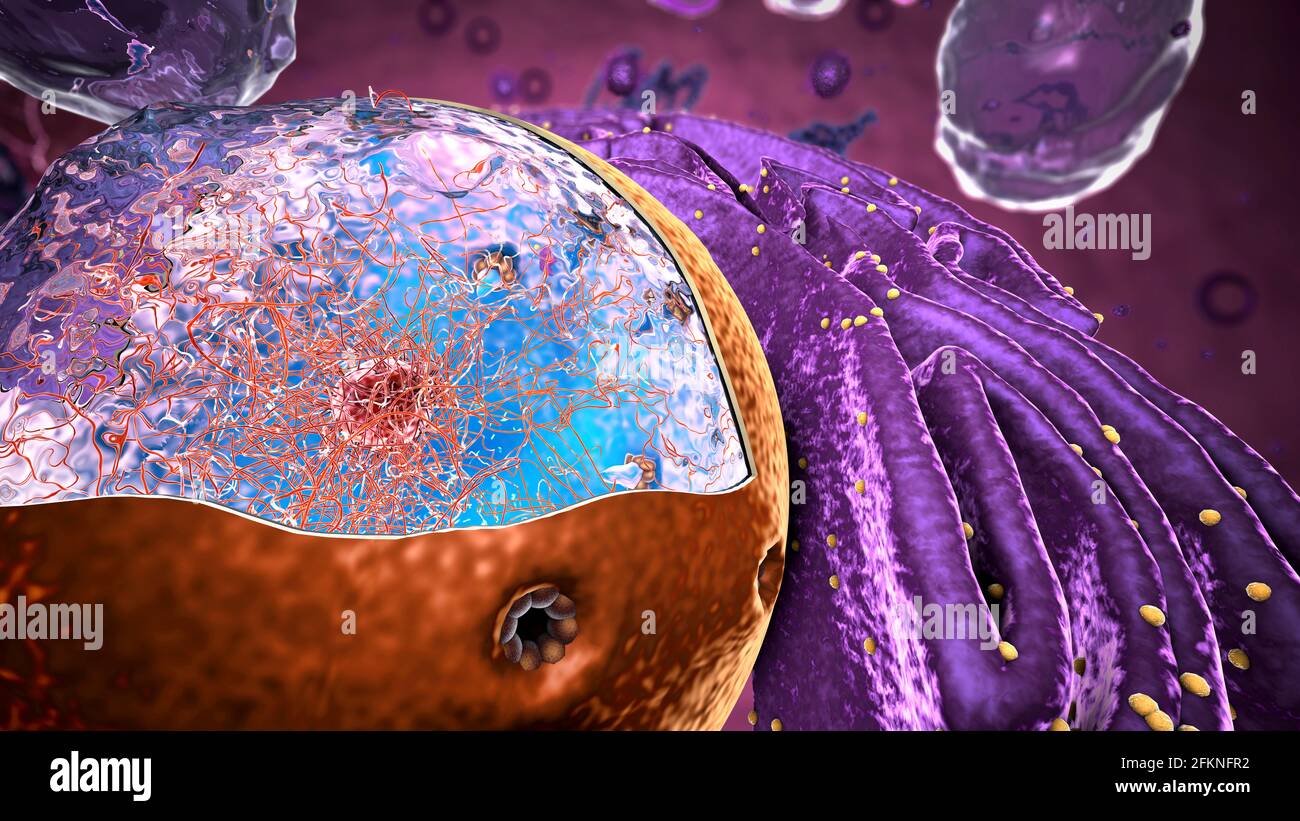 Organellen in Eukaryote, Fokus auf Kern - 3d-Illustration Stockfoto