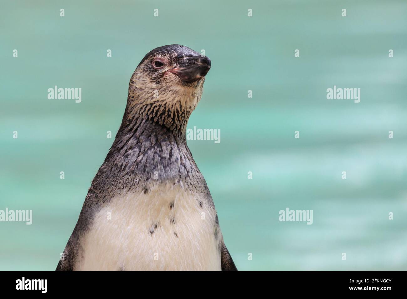 Humboldt-Pinguin (Spheniscus humboldti), Nahaufnahme, neutraler Hintergrund Stockfoto