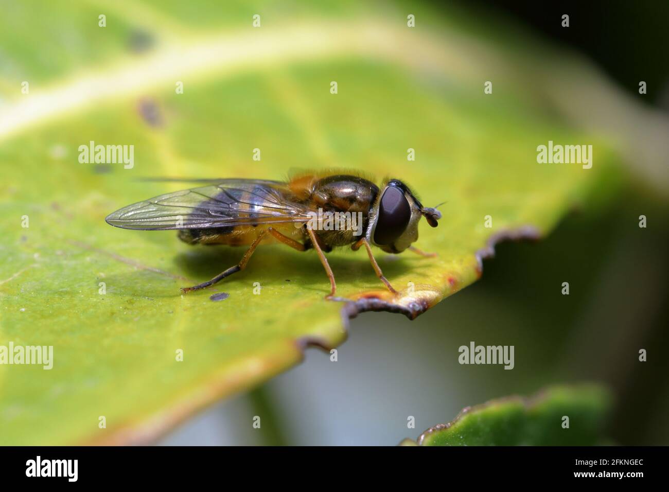 Seitenansicht einer Drohnenfliege (Eristalis tenax) auf einem Blatt Stockfoto