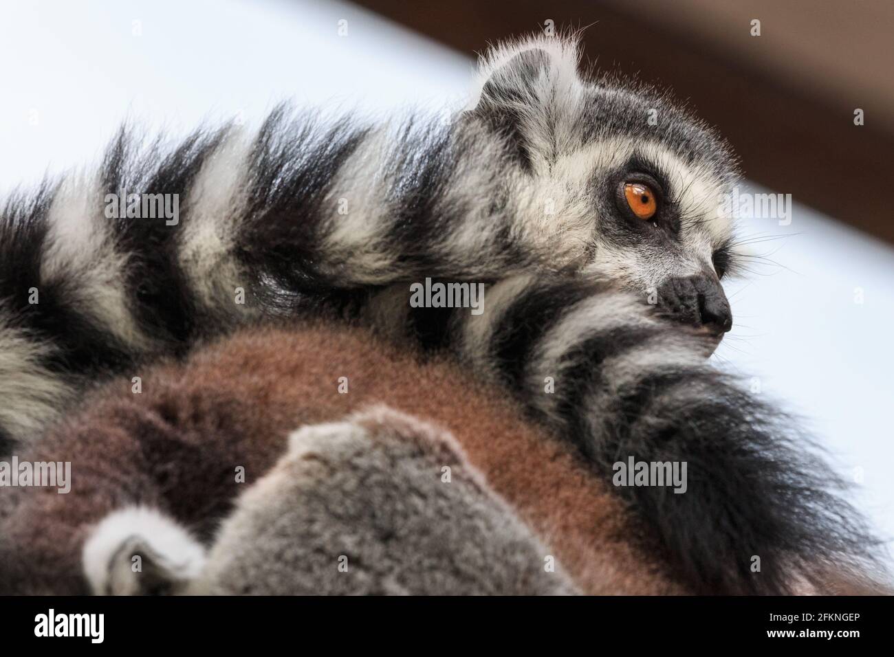 Ozini osib qoygan odamlarning fotosuratlari Butalar ichida fohishani sikish